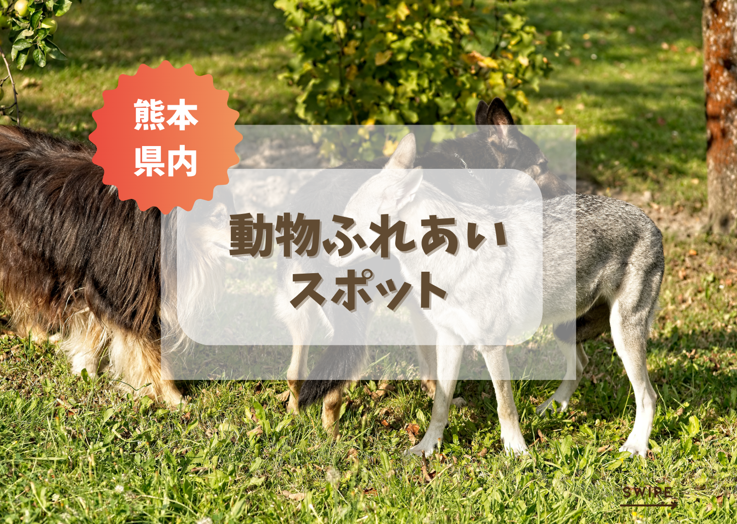 【2025完全版】熊本県内の動物ふれあいスポット13選
